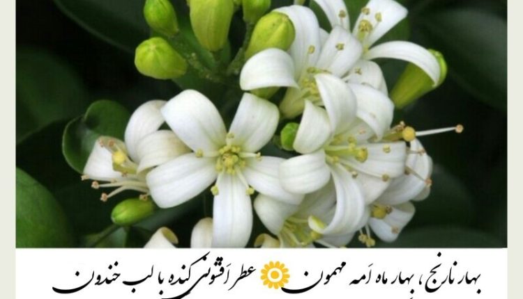 متن‌های ادبی درباره بهار نارنج؛ دلنوشته‌ها و جملات زیبا